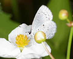 Celastrina neglecta