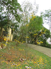 Handroanthus chrysotrichus