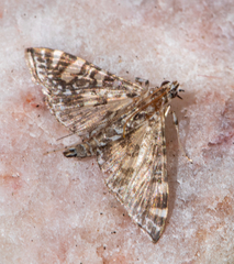 Glyphodes onychinalis