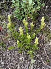 Castilleja occidentalis