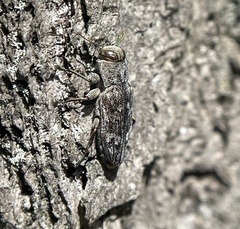 Chrysobothris femorata