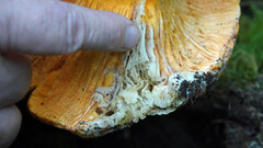 Russula brevipes