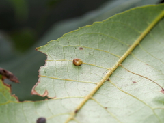 Caryomyia