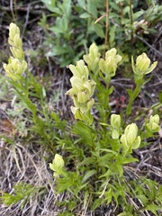 Castilleja occidentalis