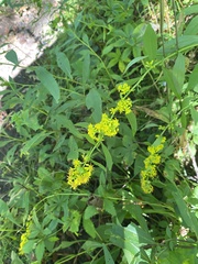 Solidago curtisii