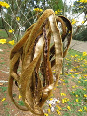 Handroanthus chrysotrichus