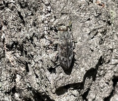 Chrysobothris femorata