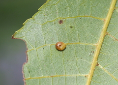 Caryomyia