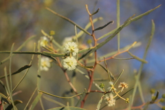 Acacia salicina