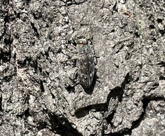 Chrysobothris femorata