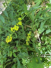 Solidago curtisii