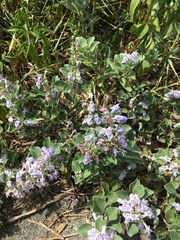 Vitex rotundifolia