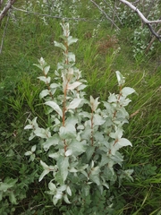 Elaeagnus commutata