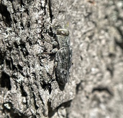 Chrysobothris femorata