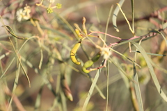 Acacia salicina