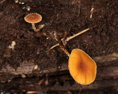 Tubariaceae
