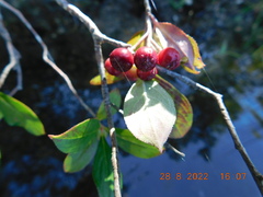 Aronia arbutifolia