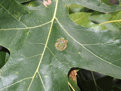 Taphrina caerulescens