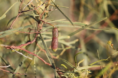 Acacia salicina