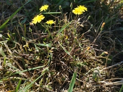 Crepis capillaris