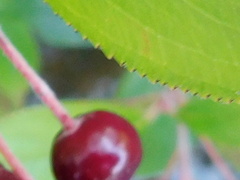 Aronia arbutifolia