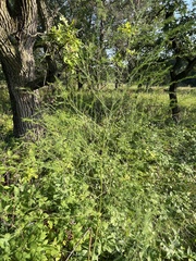 Asparagus officinalis