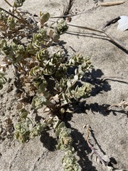 Atriplex leucophylla