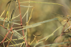 Acacia salicina