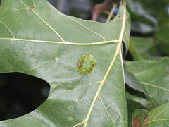 Taphrina caerulescens