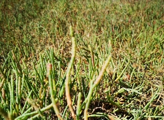 Salicornia pacifica