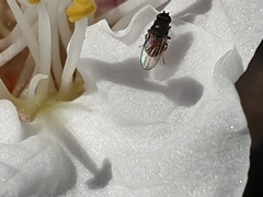 Milichiidae