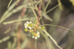 Acacia salicina