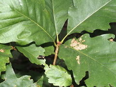 Quercus montana