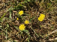 Crepis capillaris