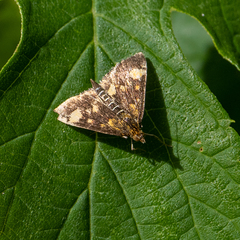 Pyrausta aurata