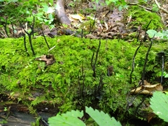 Xylaria hypoxylon