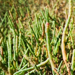 Salicornia pacifica