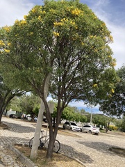 Tabebuia aurea