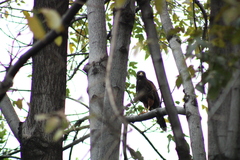 Parabuteo unicinctus