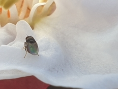 Milichiidae