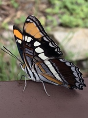 Adelpha eulalia