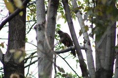 Parabuteo unicinctus