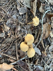 Flammulaster erinaceellus