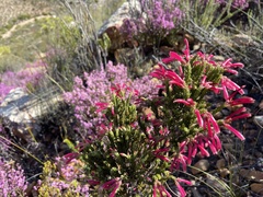 Erica discolor