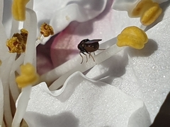 Milichiidae