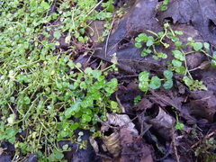 Chrysosplenium americanum