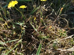 Crepis capillaris
