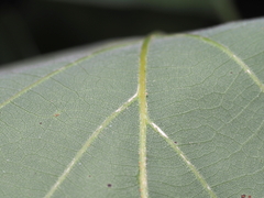 Quercus montana