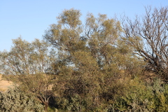 Acacia salicina