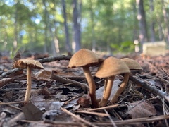 Flammulaster erinaceellus